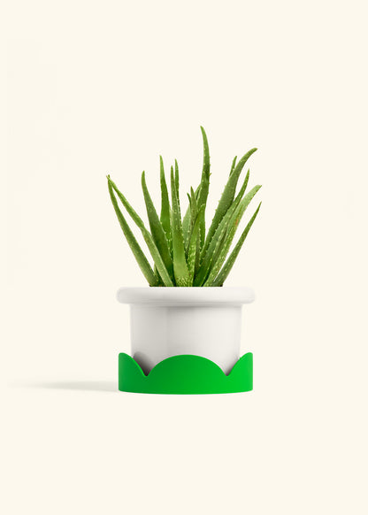 Aloe Vera, Medium