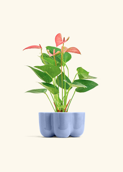 Anthurium 'Pink Flamingo', Small