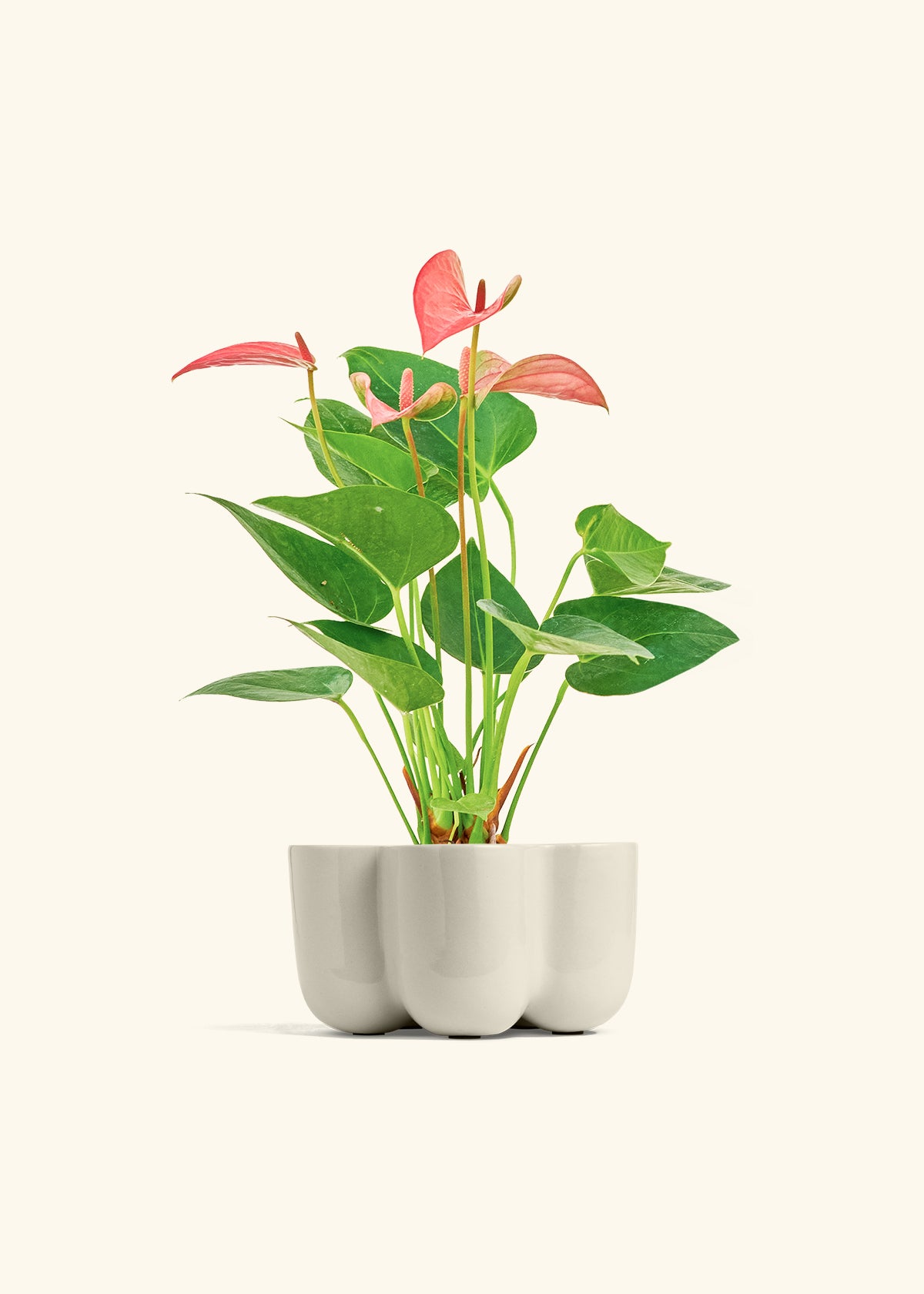 Anthurium 'Pink Flamingo', Small