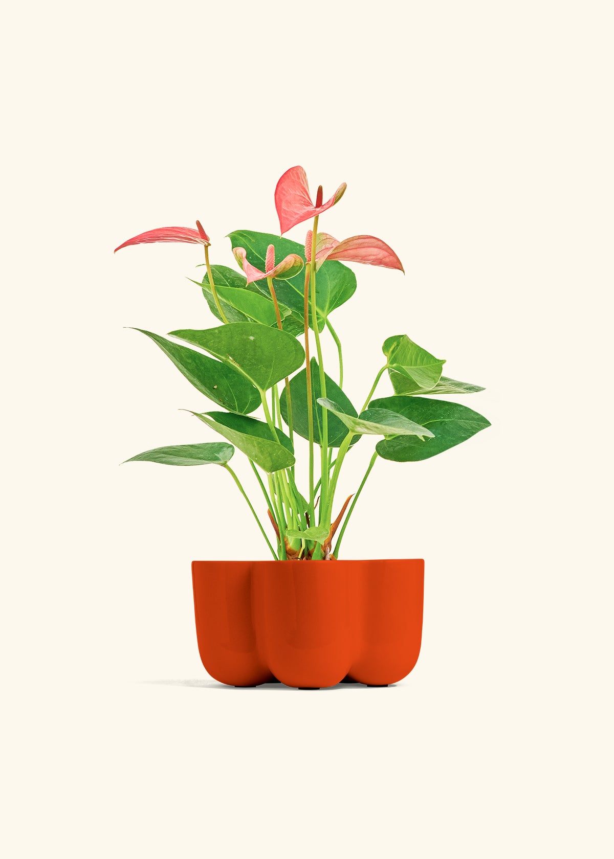 Anthurium 'Pink Flamingo', Small