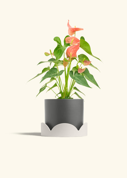 Anthurium Pink Flamingo in a 6 inches Charcoal Classic Cylinder Planter in a Oat Petal Drip Tray