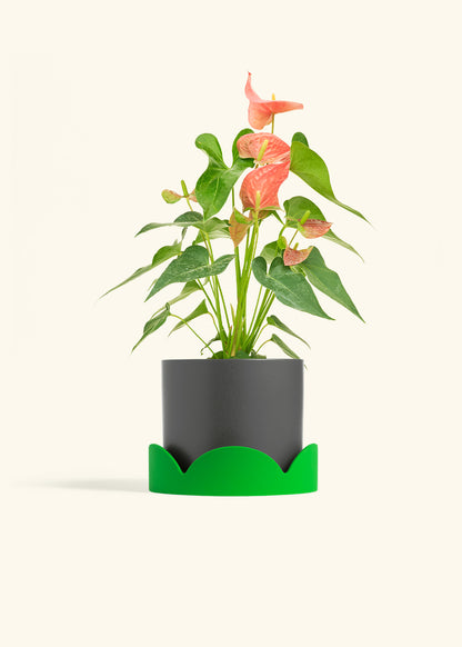 Anthurium Pink Flamingo in a 6 inches Charcoal Classic Cylinder Planter in a Shamrock Petal Drip Tray
