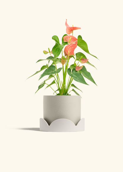 Anthurium Pink Flamingo in a 6 inches Oat Classic Cylinder Planter in a Oat Petal Drip Tray