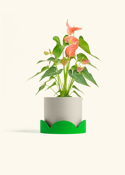 Anthurium Pink Flamingo in a 6 inches Oat Classic Cylinder Planter in a Shamrock Petal Drip Tray