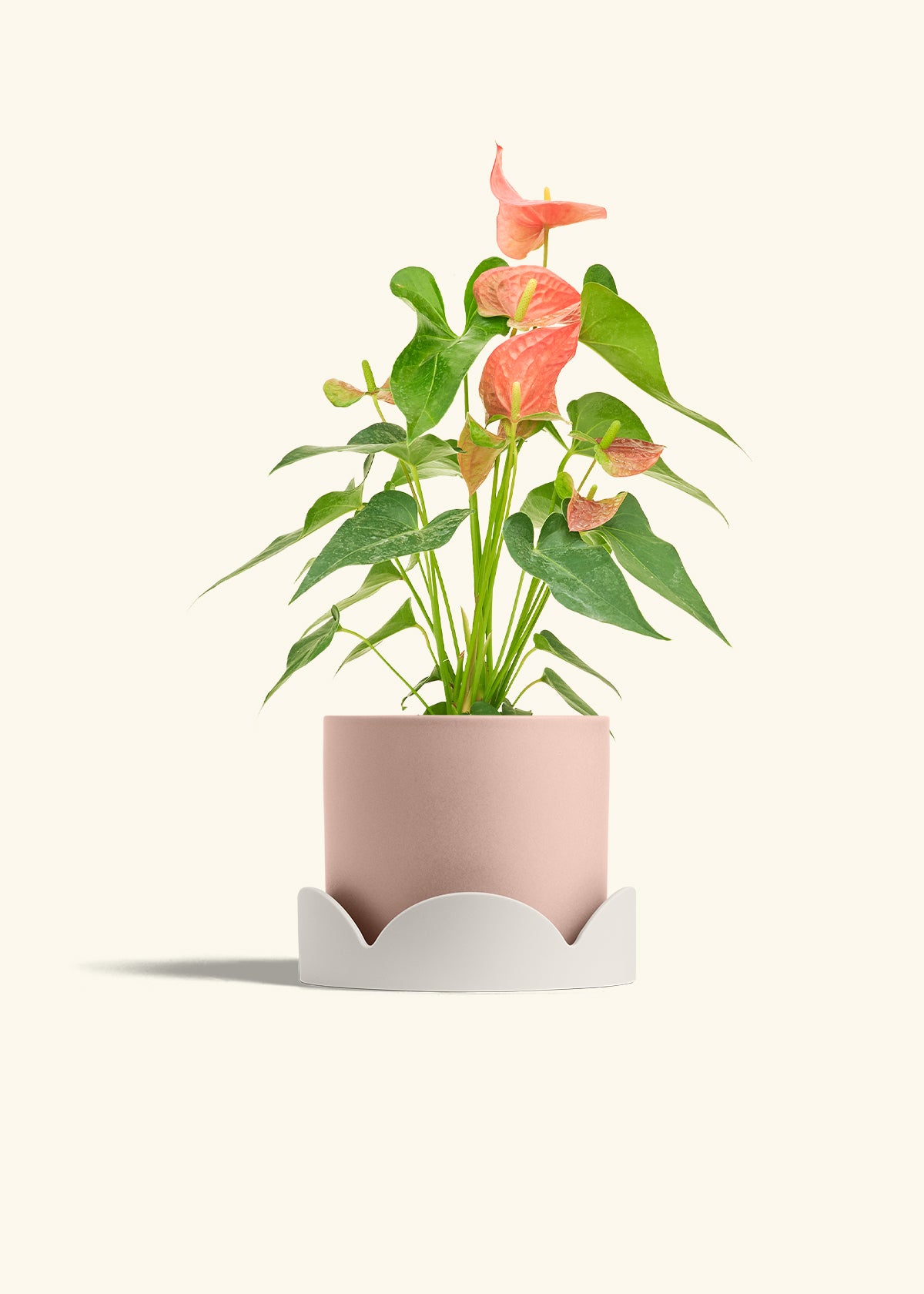 Anthurium Pink Flamingo in a 6 inches Pink Classic Cylinder Planter in a Oat Petal Drip Tray