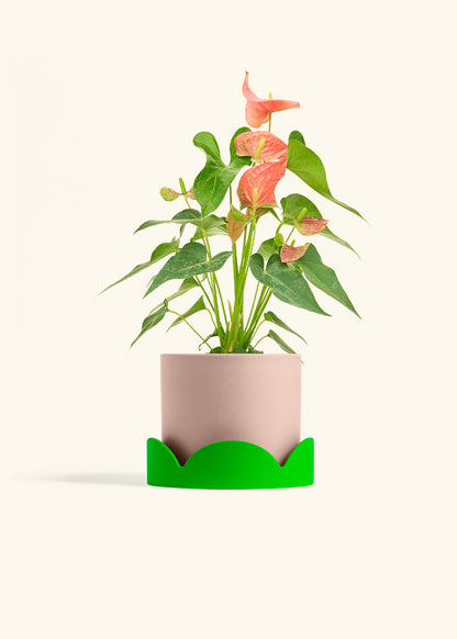 Anthurium Pink Flamingo in a 6 inches Pink Classic Cylinder Planter in a Shamrock Petal Drip Tray