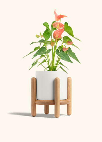 Anthurium Pink Flamingo in a 6 inches White Classic Cylinder Planter in a Beech Wood Stand