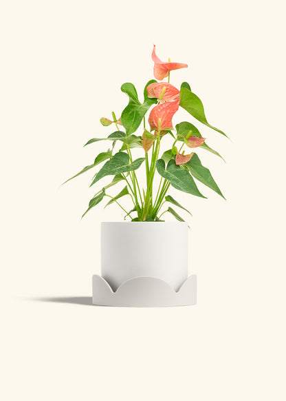 Anthurium Pink Flamingo in a 6 inches White Classic Cylinder Planter in a Oat Petal Drip Tray