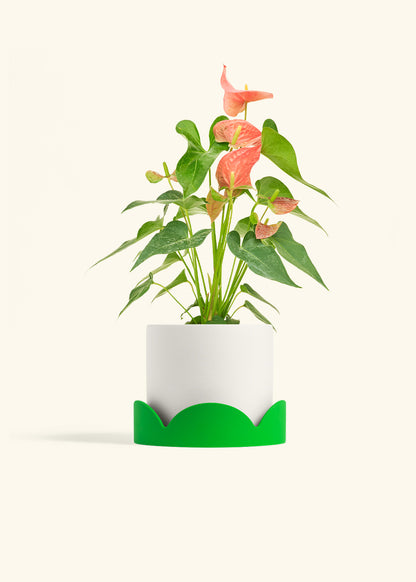 Anthurium Pink Flamingo in a 6 inches White Classic Cylinder Planter in a Shamrock Petal Drip Tray