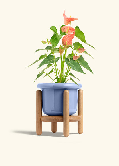 Anthurium Pink Flamingo in a 6 inches Fat Lip Blue Planter in a Beech Wood Stand