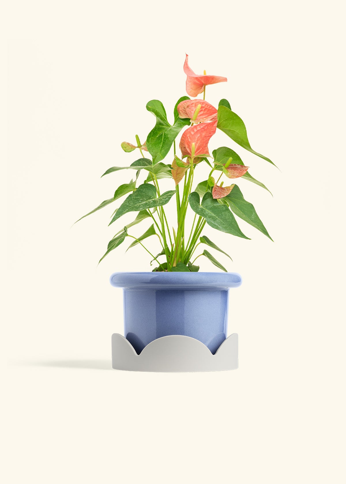 Anthurium Pink Flamingo in a 6 inches Fat Lip Blue Planter in a Oat Petal Drip Tray
