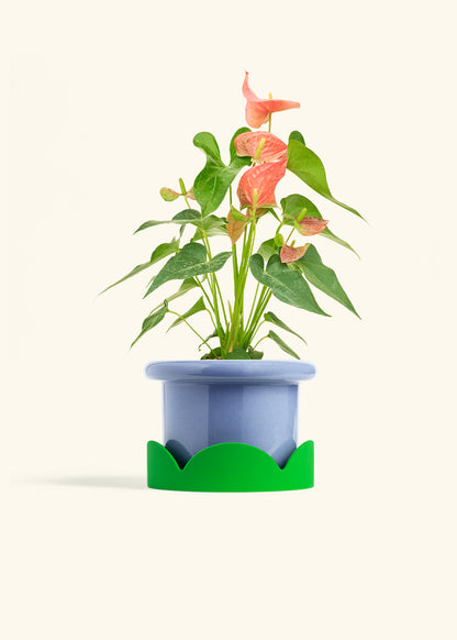Anthurium Pink Flamingo in a 6 inches Fat Lip Blue Planter in a Shamrock Petal Drip Tray