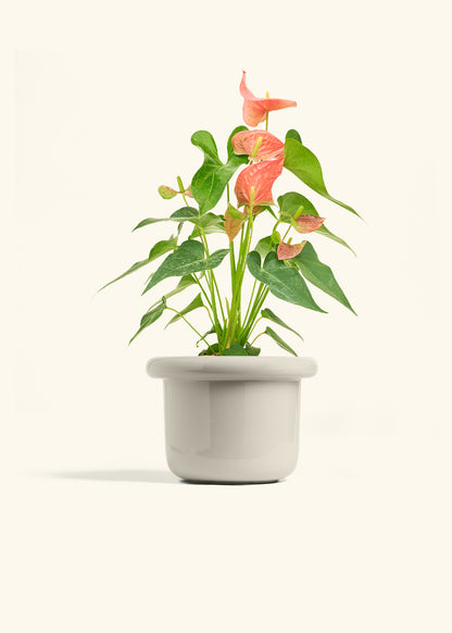 Anthurium Pink Flamingo in a 6 inches Fat Lip Oat Planter in a Oat Petal Drip Tray