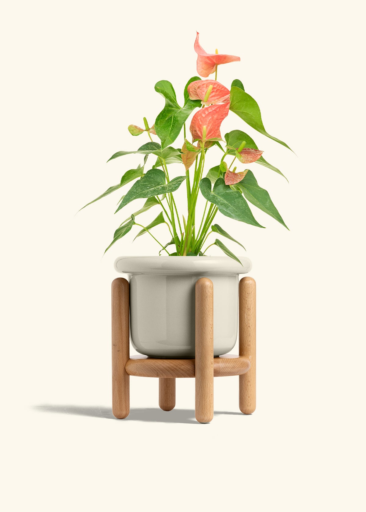 Anthurium Pink Flamingo in a 6 inches Fat Lip Oat Planter in a Beech Wood Stand
