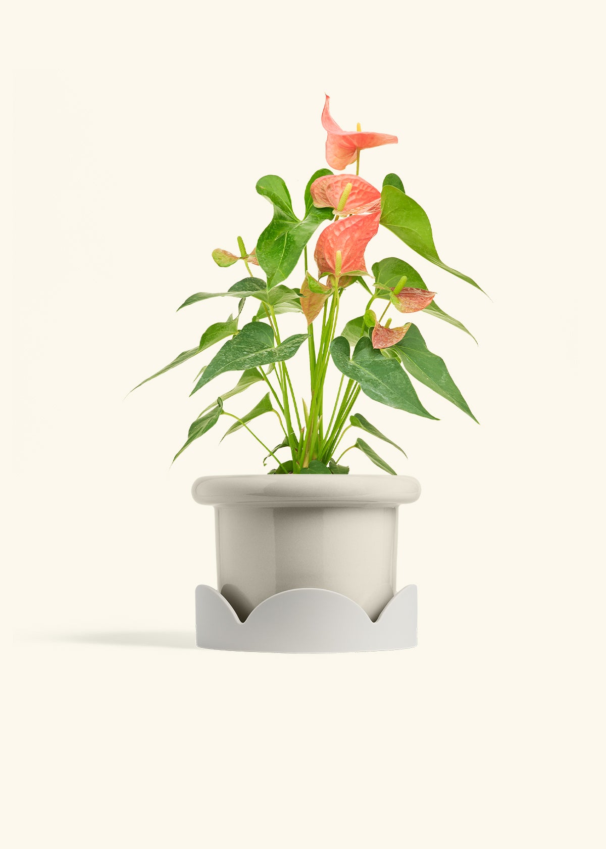 Anthurium Pink Flamingo in a 6 inches Fat Lip Oat Planter 