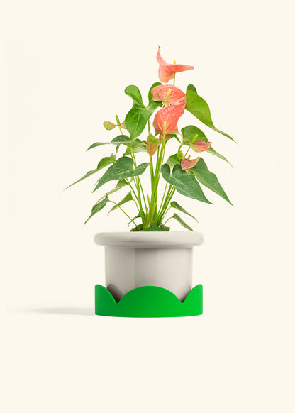 Anthurium Pink Flamingo in a 6 inches Fat Lip Oat Planter in a Shamrock Petal Drip Tray