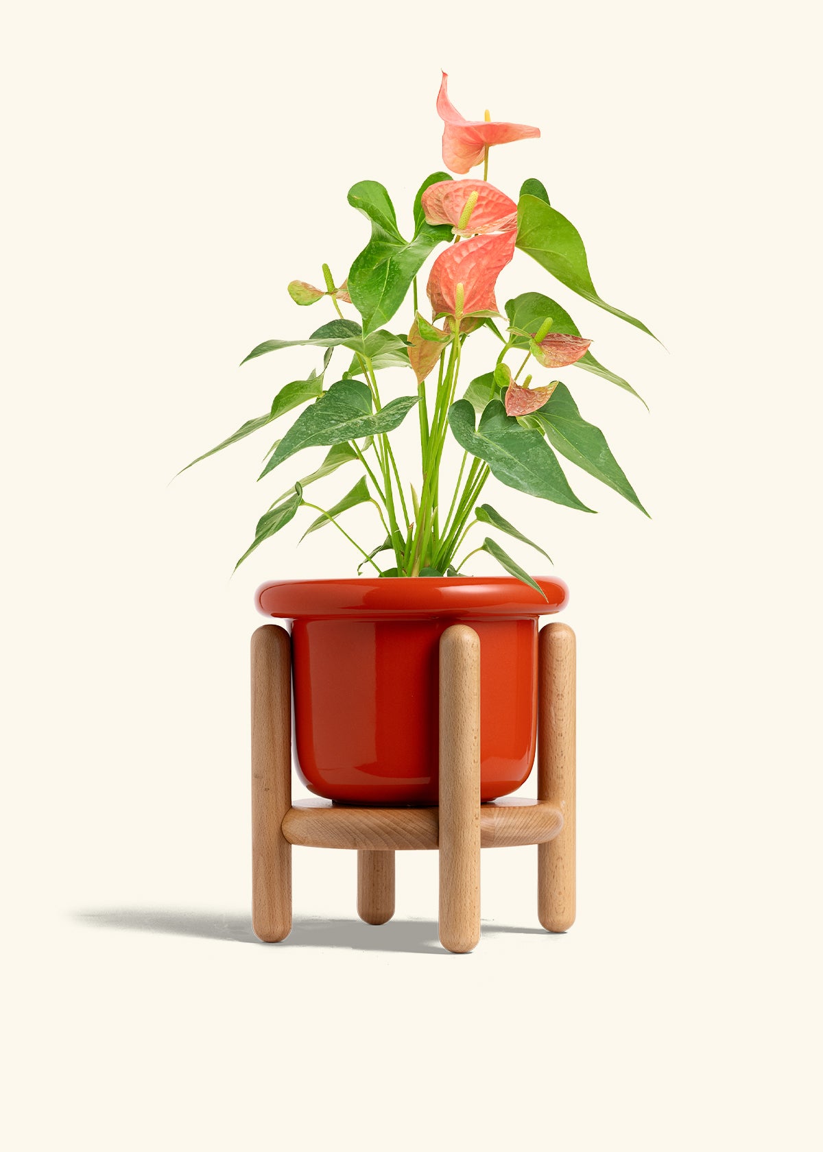 Anthurium Pink Flamingo in a 6 inches Fat Lip Red Planter in a Beech Wood Stand