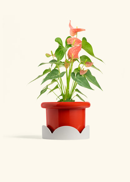 Anthurium Pink Flamingo in a 6 inches Fat Lip Red Planter in a Oat Petal Drip Tray