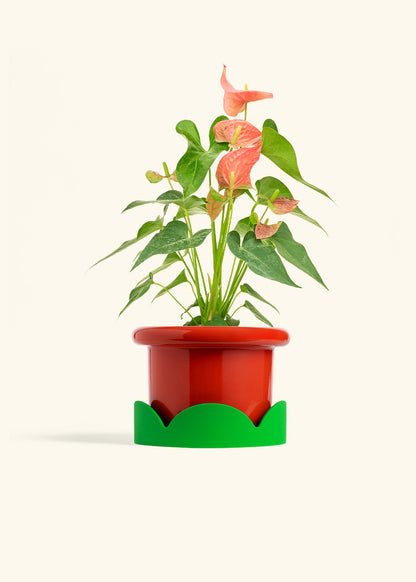 Anthurium Pink Flamingo in a 6 inches Fat Lip Red Planter in a Shamrock Petal Drip Tray