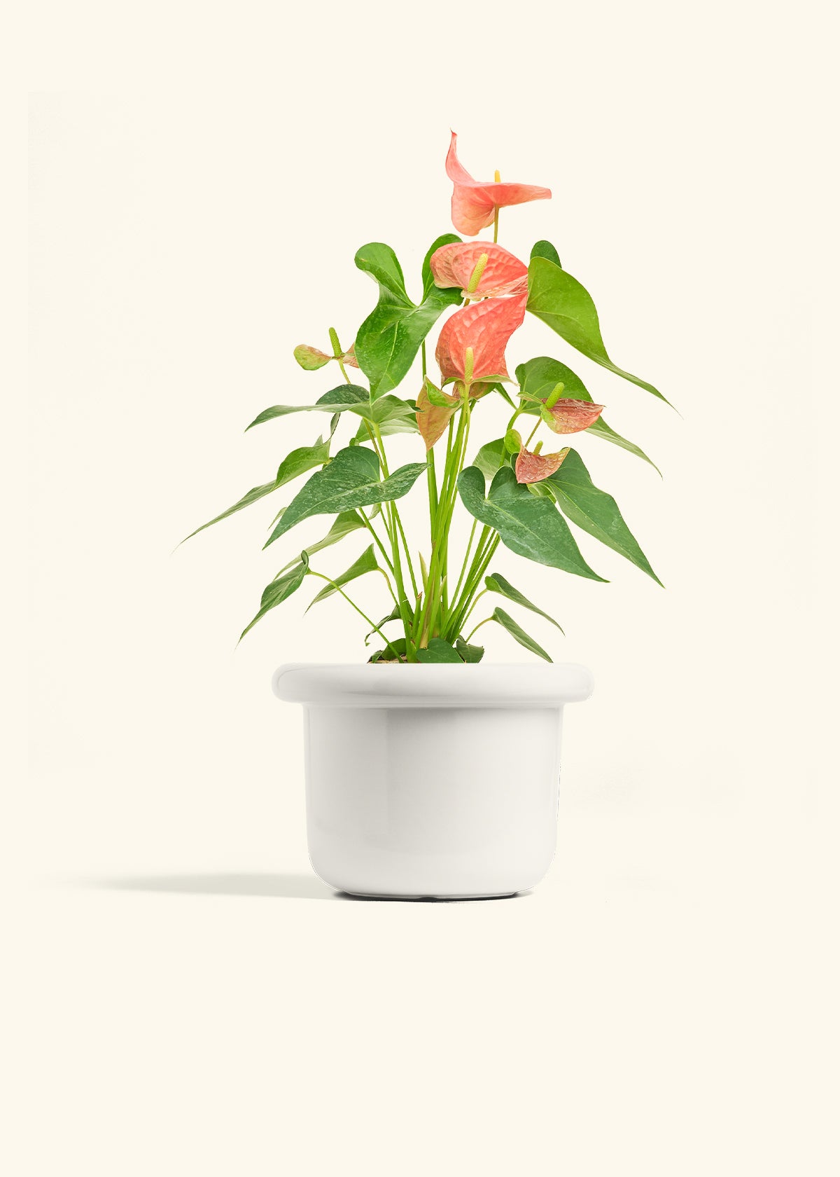 Anthurium Pink Flamingo in a 6 inches Fat Lip White Planter 