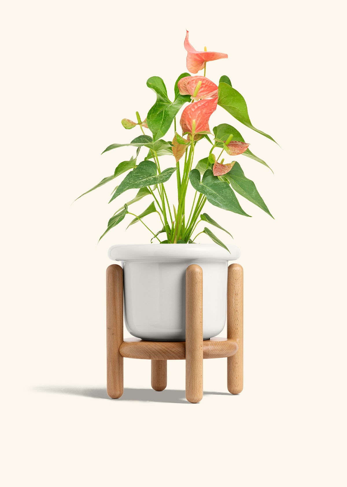 Anthurium Pink Flamingo in a 6 inches Fat Lip White Planter in a Beech Wood Stand