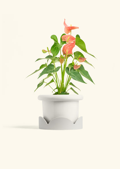 Anthurium Pink Flamingo in a 6 inches Fat Lip White Planter in a Oat Petal Drip Tray