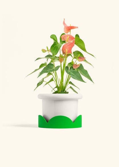 Anthurium Pink Flamingo in a 6 inches Fat Lip White Planter in a Shamrock Petal Drip Tray