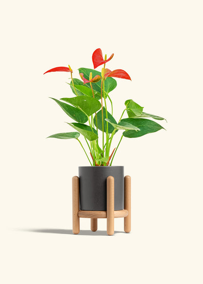 Anthurium Red Flamingo in a 4 inches Charcoal Classic Cylinder Planter in a Beech Wood Stand