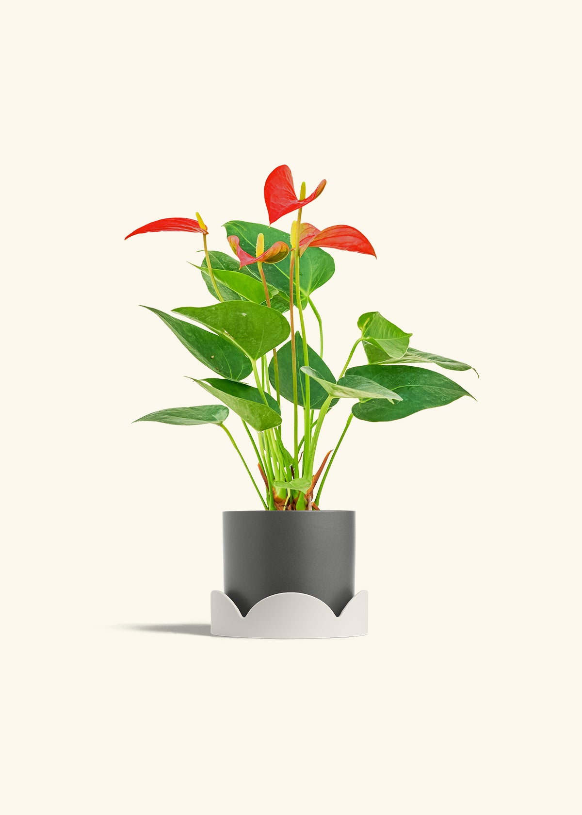 Anthurium Red Flamingo in a 4 inches Charcoal Classic Cylinder Planter in a Oat Petal Drip Tray