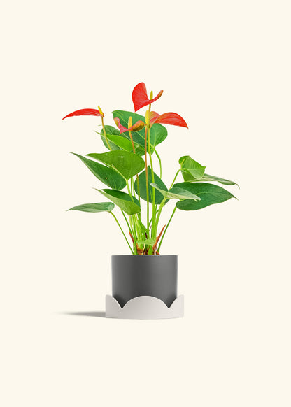 Anthurium Red Flamingo in a 4 inches Charcoal Classic Cylinder Planter in a Oat Petal Drip Tray