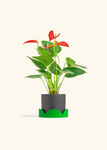 Anthurium Red Flamingo in a 4 inches Charcoal Classic Cylinder Planter in a Shamrock Petal Drip Tray