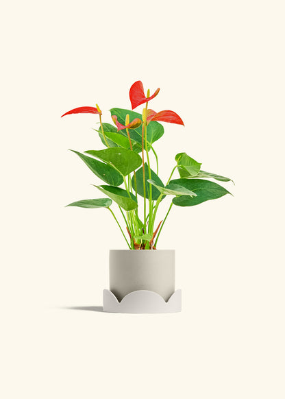 Anthurium Red Flamingo in a 4 inches Oat Classic Cylinder Planter in a Oat Petal Drip Tray