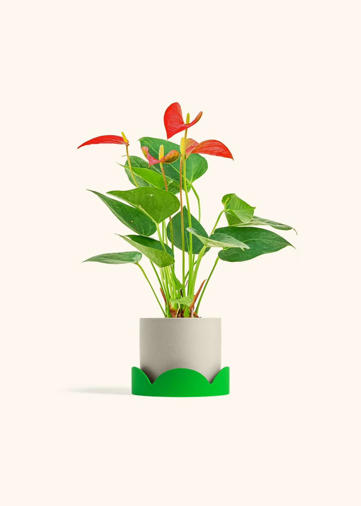 Anthurium Red Flamingo in a 4 inches Oat Classic Cylinder Planter in a Shamrock Petal Drip Tray