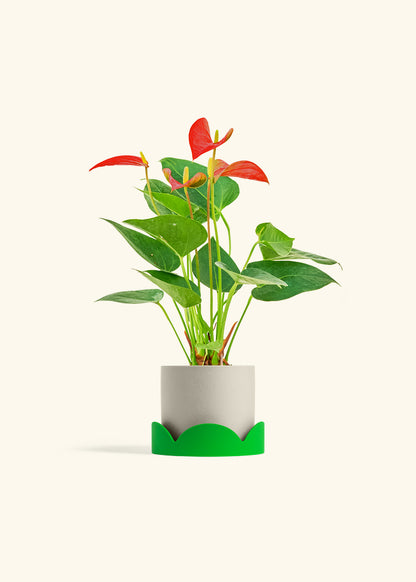 Anthurium Red Flamingo in a 4 inches Oat Classic Cylinder Planter in a Shamrock Petal Drip Tray