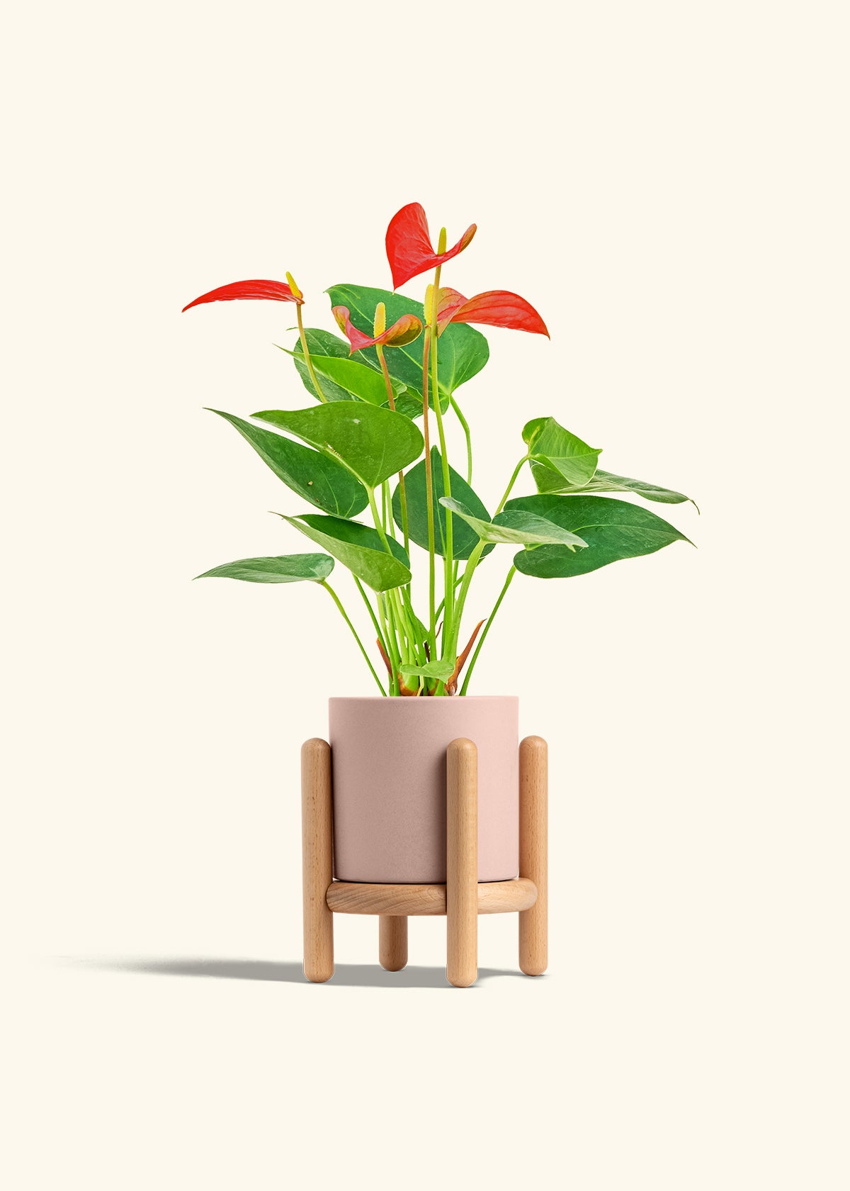 Anthurium Red Flamingo in a 4 inches Pink Classic Cylinder Planter in a Beech Wood Stand