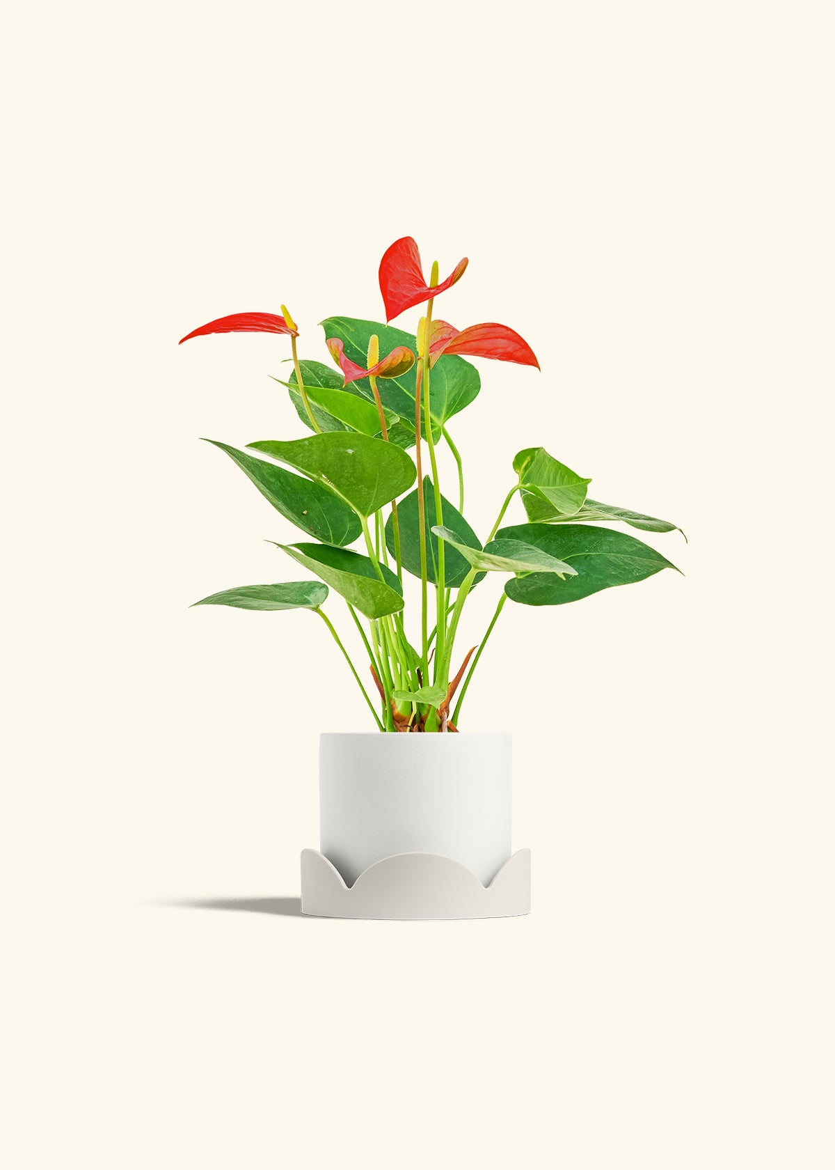 Anthurium Red Flamingo in a 4 inches White Classic Cylinder Planter in a Oat Petal Drip Tray