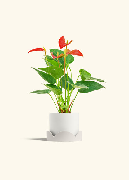 Anthurium Red Flamingo in a 4 inches White Classic Cylinder Planter in a Oat Petal Drip Tray