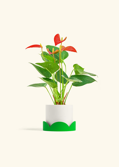 Anthurium Red Flamingo in a 4 inches White Classic Cylinder Planter in a Shamrock Petal Drip Tray