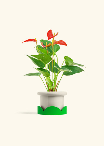 Anthurium Red Flamingo in a 4 inches Fat Lip Oat Planter in a Shamrock Petal Drip Tray