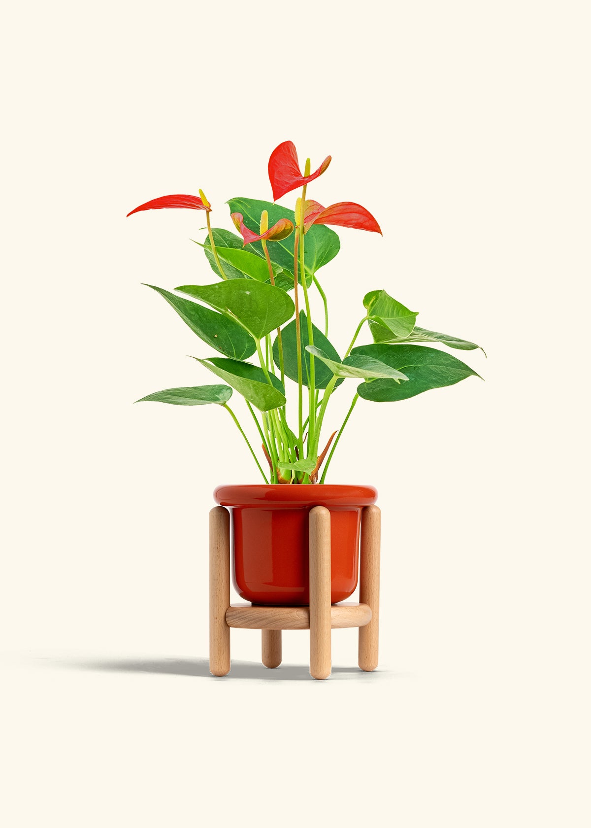 Anthurium Red Flamingo in a 4 inches Fat Lip Red Planter in a Beech Wood Stand