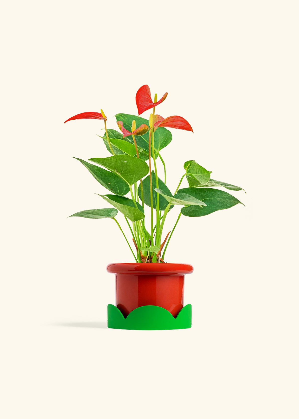 Anthurium Red Flamingo in a 4 inches Fat Lip Red Planter in a Shamrock Petal Drip Tray