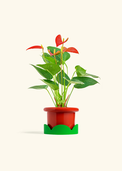 Anthurium Red Flamingo in a 4 inches Fat Lip Red Planter in a Shamrock Petal Drip Tray