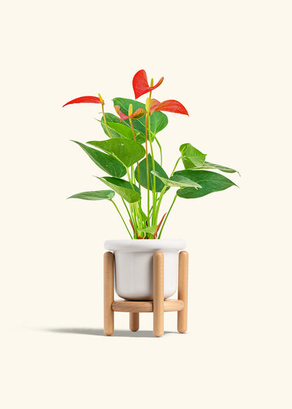 Anthurium Red Flamingo in a 4 inches Fat Lip White Planter in a Shamrock Petal Drip Tray
