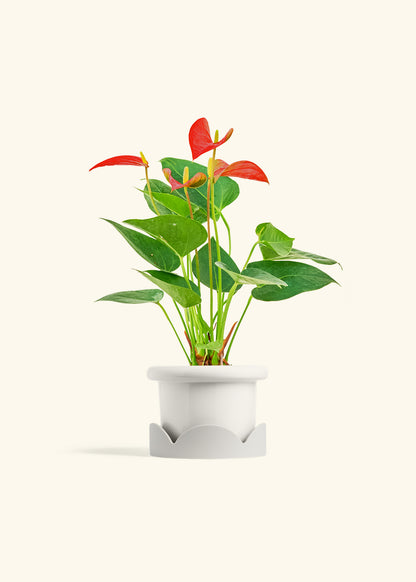 Anthurium Red Flamingo in a 4 inches Fat Lip White Planter in a Beech Wood Stand
