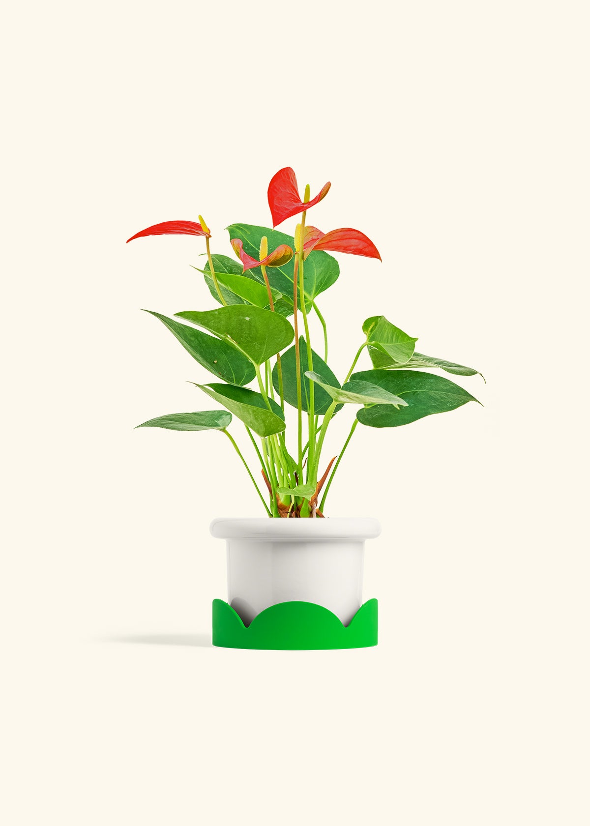 Anthurium Red Flamingo in a 4 inches Fat Lip White Planter in a Oat Petal Drip Tray