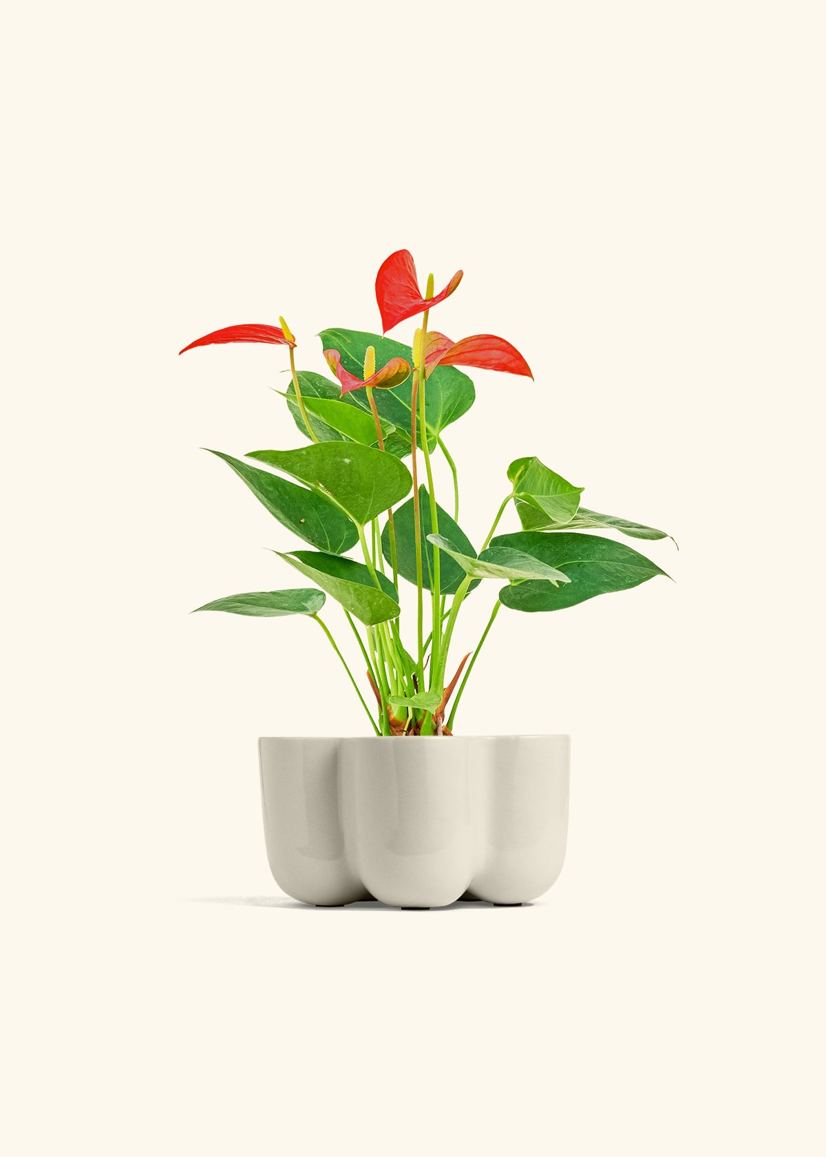 Anthurium Red Flamingo in a 4 inches in a Oat Petal Planter