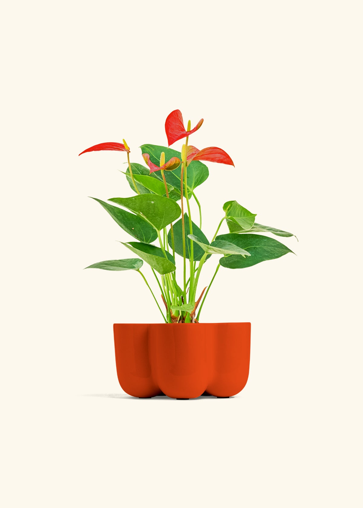 Anthurium Red Flamingo in a 4 inches in a Red Petal Planter