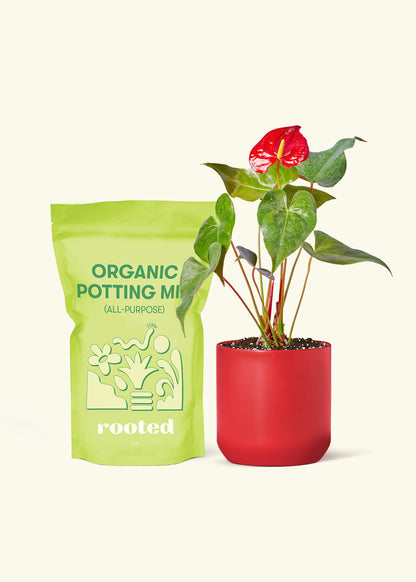 Small Anthurium 'Red Flamingo' in a red cylinder pot and a bag of soil.