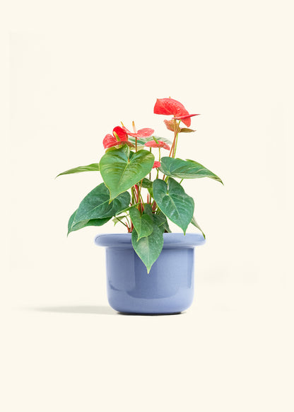 Anthurium Red Flamingo in a 6 inches Fat Lip Blue Planter 