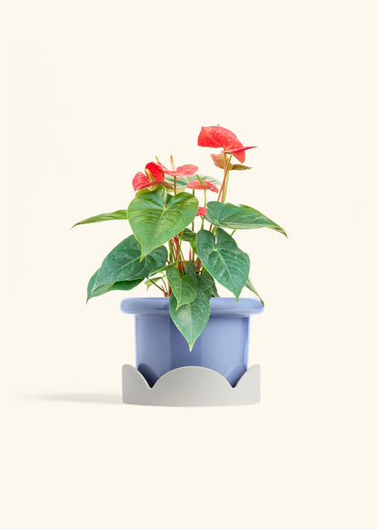 Anthurium Red Flamingo in a 6 inches Fat Lip Blue Planter in a Oat Petal Drip Tray